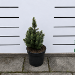 Smrek biely (Picea glauca) ´DAISY´S WHITE´ – výška: 20-30 cm, kont. C2L